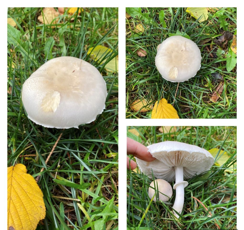Big White Mushroom 1024x963 
