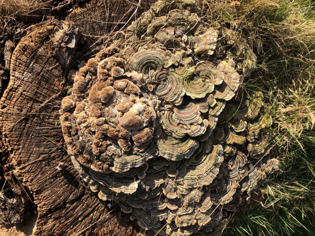 fungus-growing-on-dead-tree-stump-fungi-lab