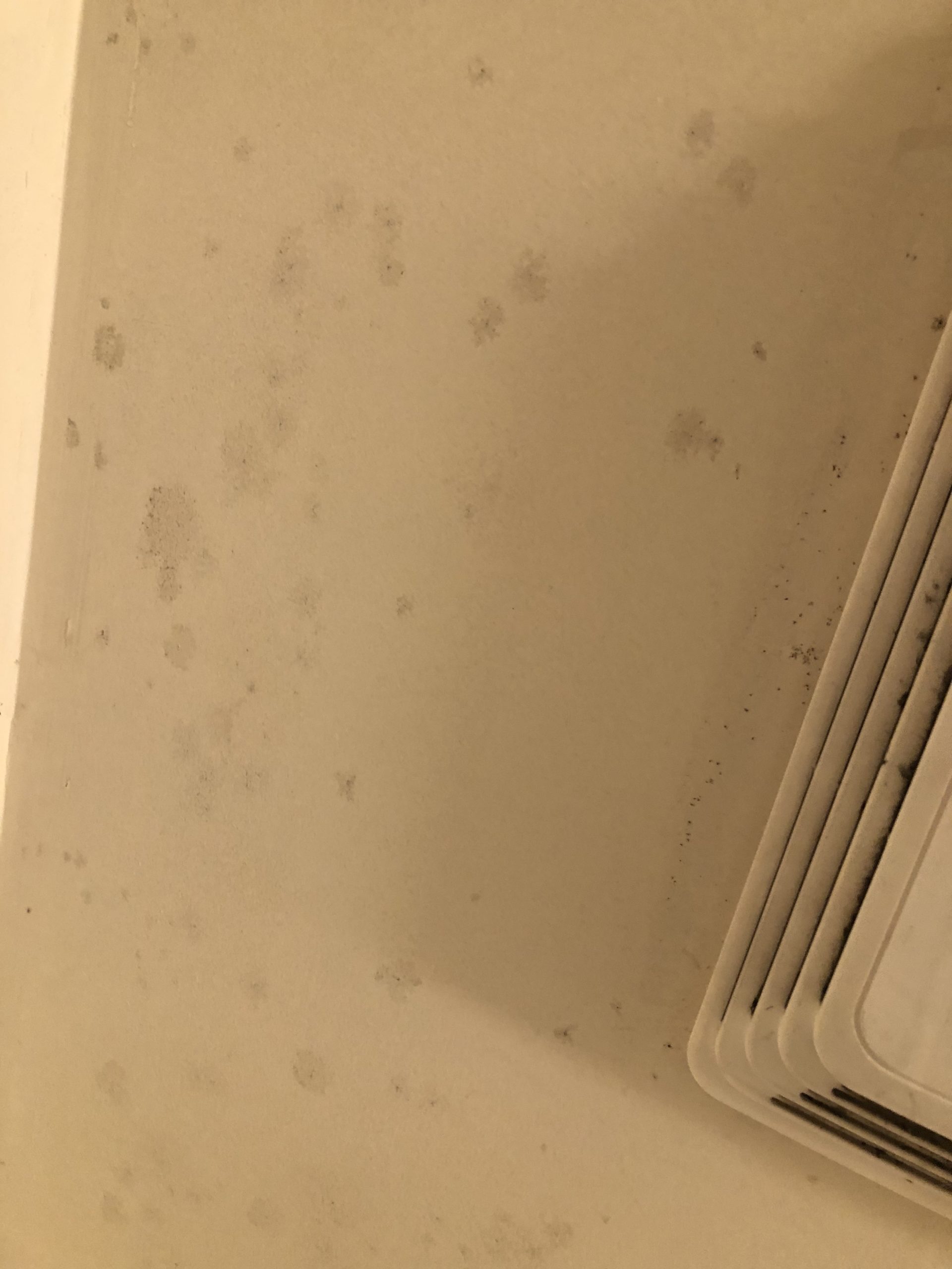 Expected mold growth on bathroom ceiling Fungi Lab
