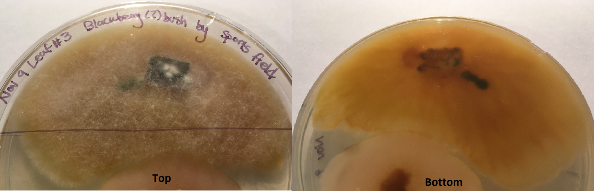 Fuzzy yelloworange mold from leaf sample Fungi Lab