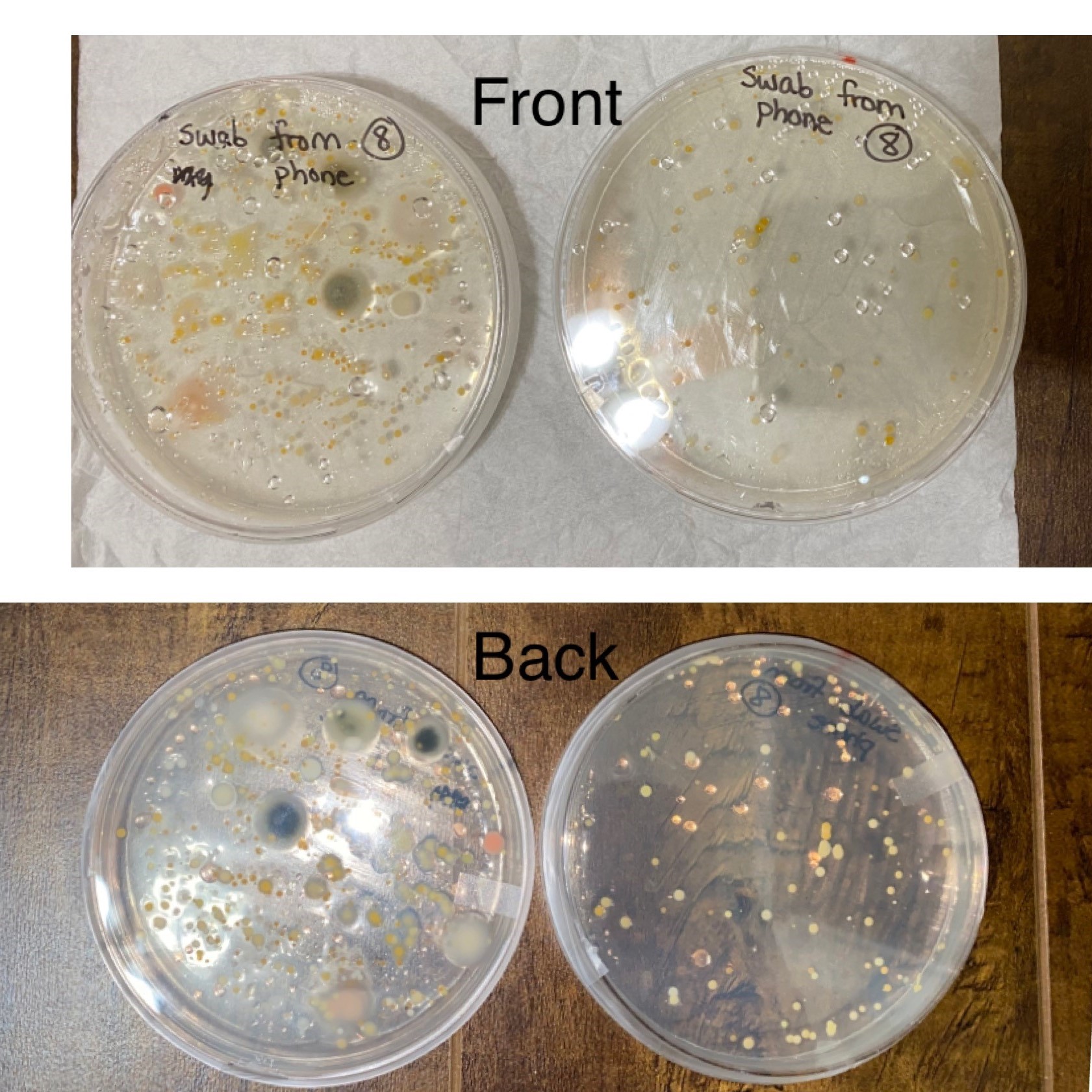 Swabbed Swab from phone screen – Fungi Lab
