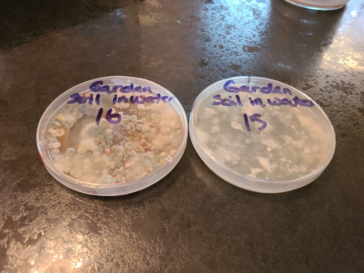 Garden soil dilution Fungi Lab