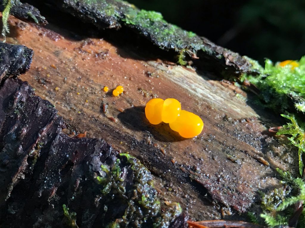 Jelly Fungus – Fungi Lab