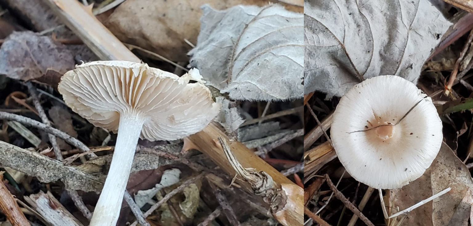 small-white-flat-capped-mushroom-fungi-lab