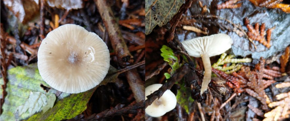 whitecap mushroom